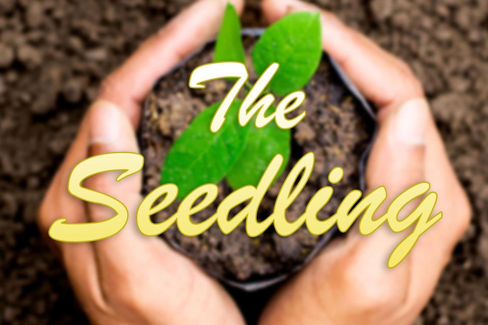 The Seedling