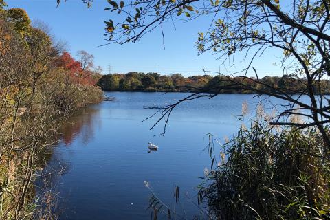 Massapequa Preserve, 2023. Photo: R. A. Griffith